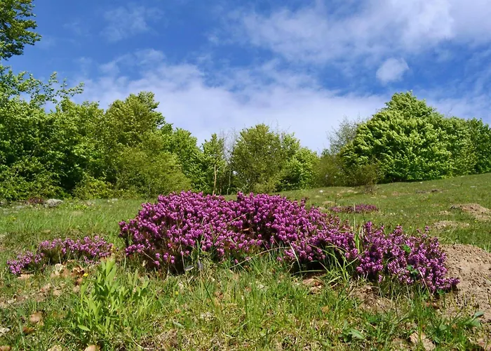 Casa Busso - Happy *